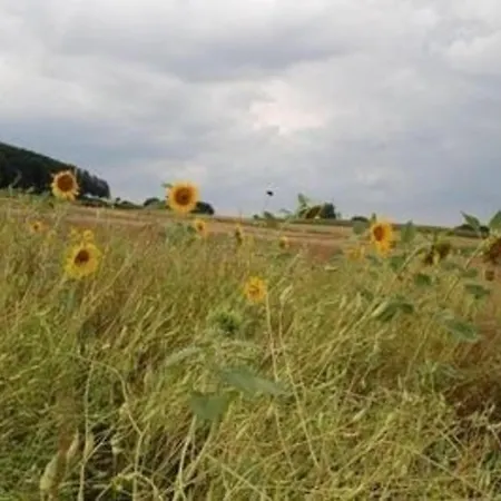 Schoenes In Rothhelmshausen Mit Garten, Terrasse Und Grill Holiday home *